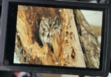 A photograph of the species Megascops asio, not of this specimen