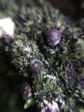 A photograph of the species Lycogala exiguum, not of this specimen