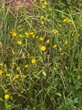 A photograph of the species Bidens laevis, not of this specimen