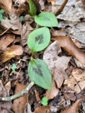 A photograph of the species Persicaria virginiana, not of this specimen