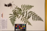 A photograph of the species Dryopteris spinulosa, not of this specimen