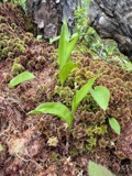 A photograph of the species Maianthemum trifolium, not of this specimen