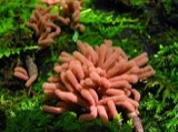 A photograph of the species Arcyria oerstedii, not of this specimen