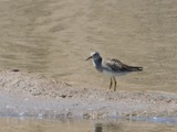 A photograph of the species Calidris melanotos, not of this specimen