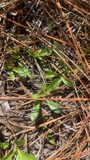 A photograph of the species Sericocarpus asteroides, not of this specimen
