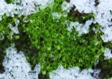 A photograph of the species Phascum crassinervium, not of this specimen