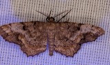 A photograph of the species Hypagyrtis unipunctata, not of this specimen