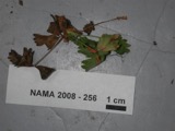 A photograph of the species Pucciniastrum potentillae, not of this specimen