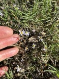 A photograph of the species Aster vimineus, not of this specimen