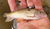 A photograph of the species Erimyzon oblongus, not of this specimen
