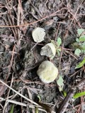 A photograph of the species Arachnion album, not of this specimen
