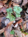 A photograph of the species Sanicula canadensis, not of this specimen
