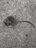 A photograph of the species Mus musculus, not of this specimen