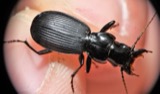 A photograph of the species Pterostichus moestus, not of this specimen