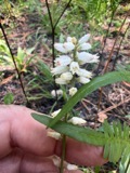 A photograph of the species Aletris farinosa, not of this specimen