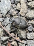 A photograph of the species Onthophagus hecate, not of this specimen