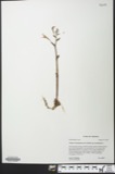 A photograph of the species Triphora trianthophora, not of this specimen