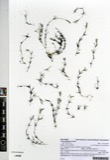 A photograph of the species Chara Linnaeus, not of this specimen