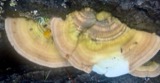 A photograph of the species Lenzites betulinus, not of this specimen