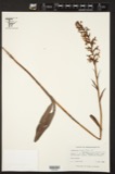 A photograph of the species Habenaria lacera, not of this specimen