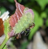 A photograph of the species Harkenclenus titus, not of this specimen