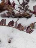 A photograph of the species Vaccinium macrocarpon, not of this specimen