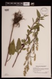 A photograph of the species Aster urophyllus, not of this specimen