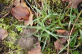 A photograph of the species Luzula campestris, not of this specimen