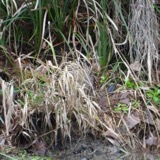 A photograph of the species Gallinago delicata, not of this specimen