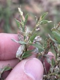 A photograph of the species Erysiphe polygoni, not of this specimen