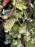 A photograph of the species Trichocolea tomentella, not of this specimen