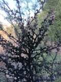 A photograph of the species Capnodium Mont., not of this specimen