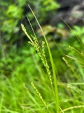 A photograph of the species Carex aestivalis, not of this specimen