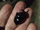 A photograph of the species Copris Geoffroy, not of this specimen