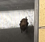 A photograph of the species Myotis lucifugus, not of this specimen