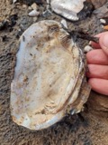 A photograph of the species Elliptio crassidens, not of this specimen