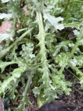 A photograph of the species Aster simplex, not of this specimen