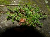 A photograph of the species Arenaria serpyllifolia, not of this specimen