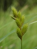 A photograph of the species Carex scoparia, not of this specimen