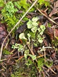 A photograph of the species Cladonia fimbriata, not of this specimen