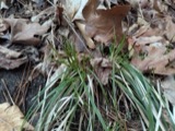 A photograph of the species Carex communis, not of this specimen