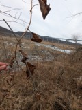 A photograph of the species Smilax herbacea, not of this specimen