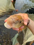 A photograph of the species Moxostoma erythrurum, not of this specimen