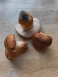 A photograph of the species Gyroporus castaneus, not of this specimen