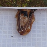 A photograph of the species Lasiurus borealis, not of this specimen