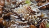A photograph of the species Absconditella sphagnorum, not of this specimen
