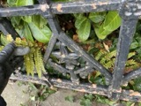 A photograph of the species Athyrium filix-femina, not of this specimen