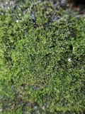 A photograph of the species Gymnostomum aeruginosum, not of this specimen