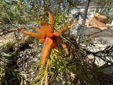 A photograph of the species Gymnosporangium globosum, not of this specimen
