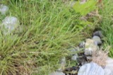 A photograph of the species Alopecurus aequalis, not of this specimen